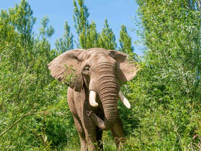 African Elephant - Shaka 3