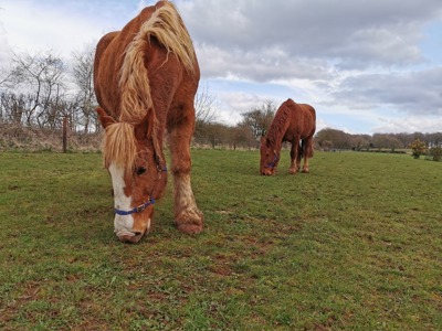 Suffolk Punch Horse 1