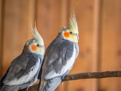 Cockatiel Parakeet