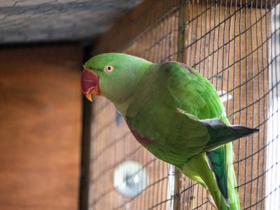 Alexanderine Parakeet