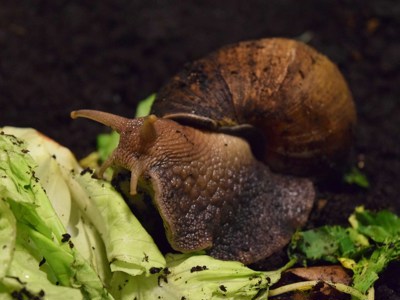 Giant African Snail